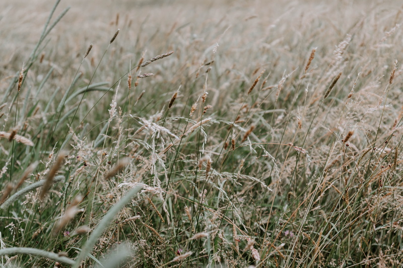 corn, farm, meadow, plant, tranquility, 5K, weed, selective focus, green, food, green color, growth, grain, grass, nature, close-up, brown, rural scene