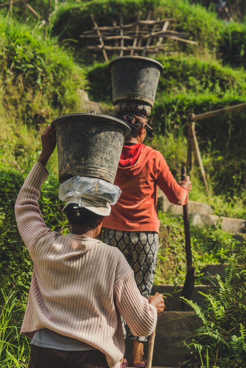 women, human, carrying, person, real people, standing, female, woman, elderly, clothing, hat, flora, lady, rear view, plant, lifestyles, focus on foreground