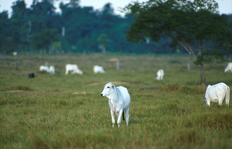 cattle, animals, plant, 2K, landscape, outdoors, fauna, lamb, nelore, beef, domestic, tree, calves, livestock, grass, pets, herbivorous, field, nature