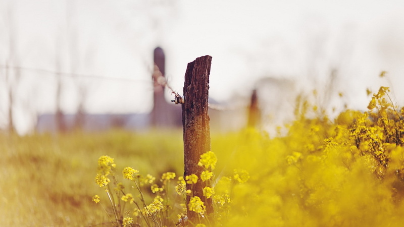 nature, focus on foreground, fence, growth, 1080P, flowering plant, outdoors, tranquility, plant, land, blossom, landscape, boundary, yellow, wooden post