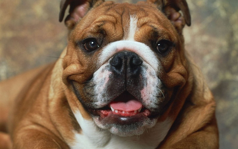 boxer, cute, wrinkled, english Bulldog, one Animal, purebred Dog, animal tongue, pets, bulldog, animal body part, animal, mouth open, sticking out tongue