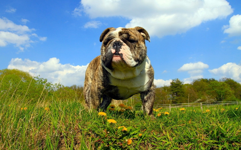 no people, animal themes, canine, white, animal, domestic Animals, humor, friendship, brindle, small, adult, grass, nature, looking, young Animal, meadow