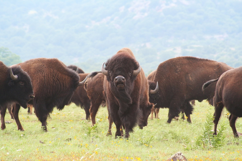 animals in the wild, wildlife, plant, bisons, brown, animal themes, vertebrate, pets, ranch, lush, range, domestic animals, american Bison, herbivorous