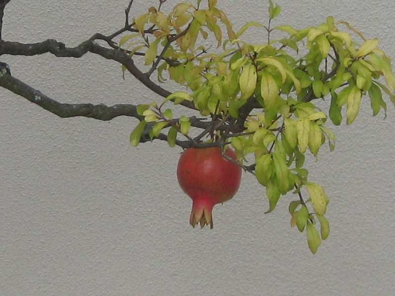 food, red, food and drink, beauty in nature, healthy eating, no people, outdoors, wellbeing, branch, apple - fruit, fruit, freshness, tree, pomegranate
