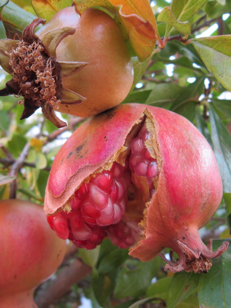 pomegranate, focus on foreground, food and drink, red, wellbeing, tree, open, healthy eating, food, delicious, leaf, 4K, healthy, day, ripe, plant, growth