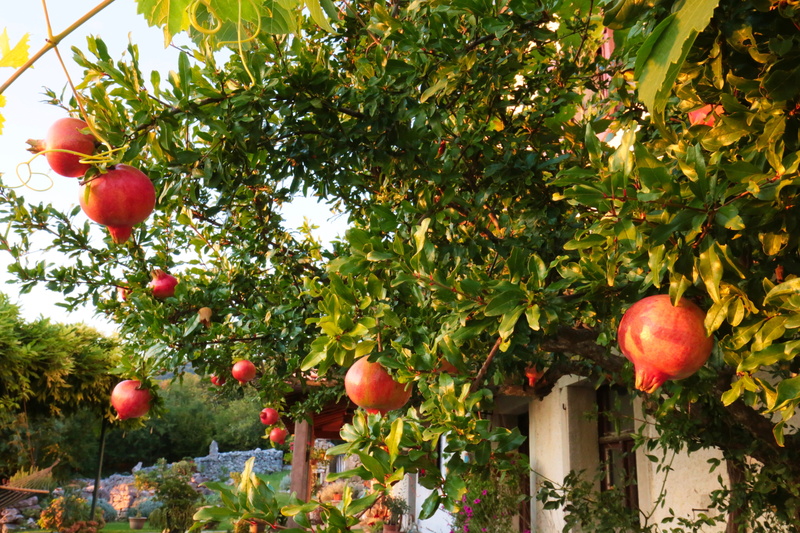 garden, food and drink, flora, season, fruit tree, nature, freshness, beauty in nature, 5K, tree, plant, garnet, healthy eating, leaf, apple - fruit, food