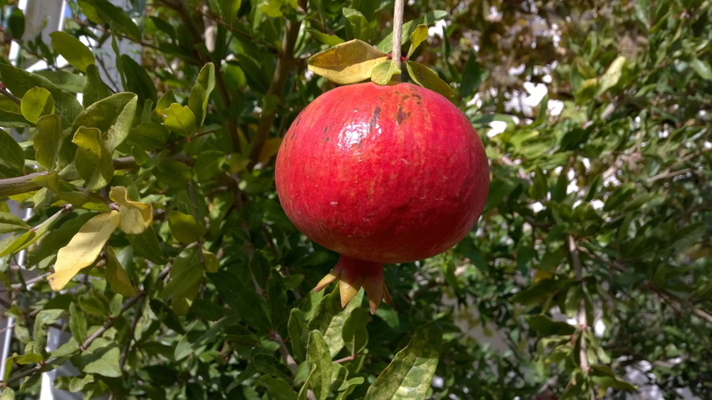 growth, tree, 5K, day, green color, outdoors, healthy eating, leaf, mediterranean, red, ripe, focus on foreground, fruit, wellbeing, freshness, nature