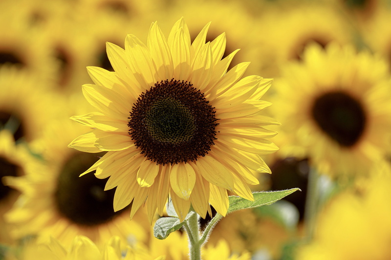 vulnerability, fragility, freshness, yellow, inflorescence, sunflowers, plants, field, petal, leaves, flora, flowers, garden, blooming, blossom, 5K, nature