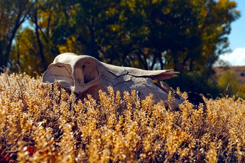 grasshopper, gold, animals in the wild, mining, day, horse skull on bannack roof, animal themes, focus on foreground, bone, shingle siding, house, beaverhead