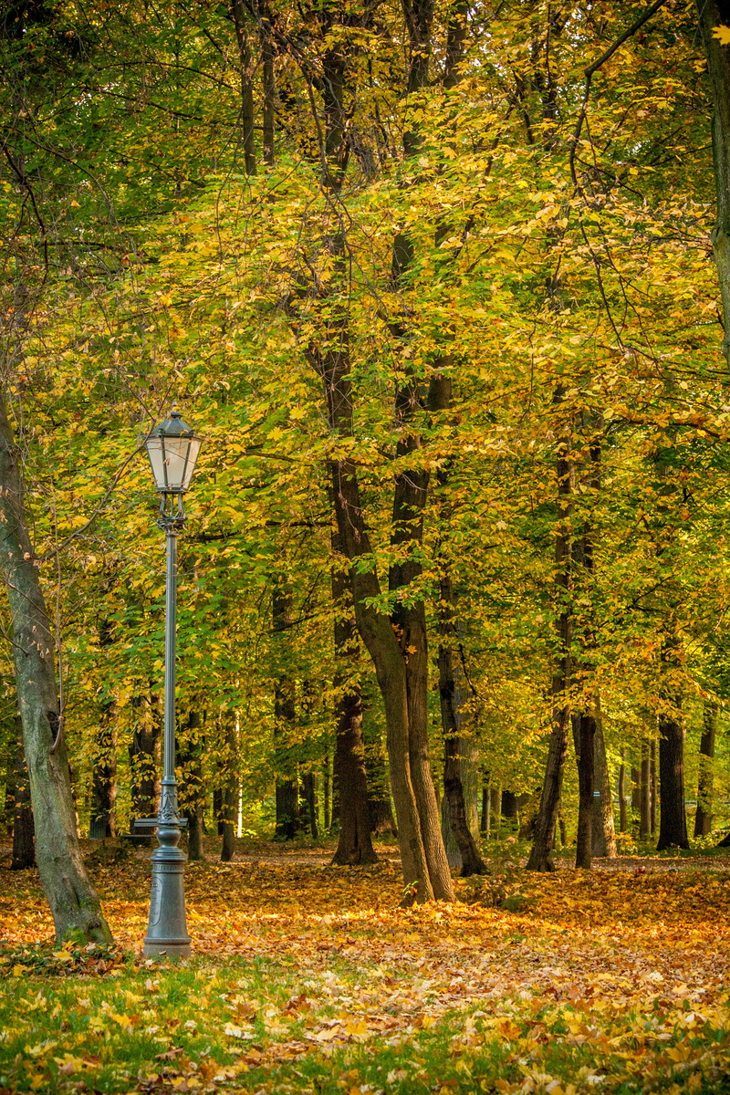 tree, change, lamp, light, forest, grass, green, tranquil scene, nature, autumn, land, grave, lighting equipment, 4K, tranquility, cemetery, growth, outdoors