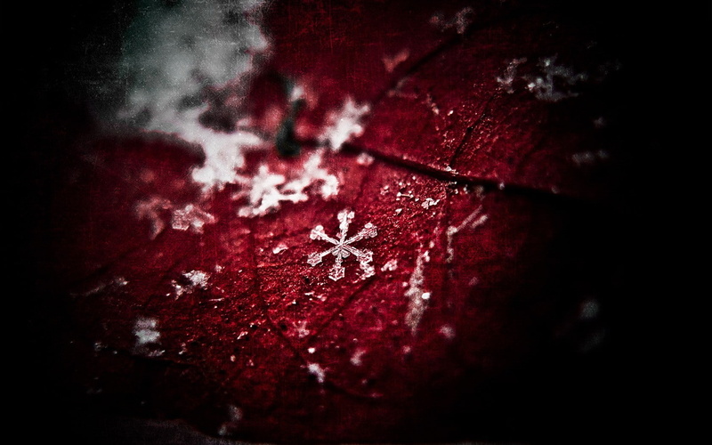 dirt, nature, studio shot, black background, food and drink, celebration, focus on foreground, holiday, snowflake, red, art and craft, dark, close-up, textured