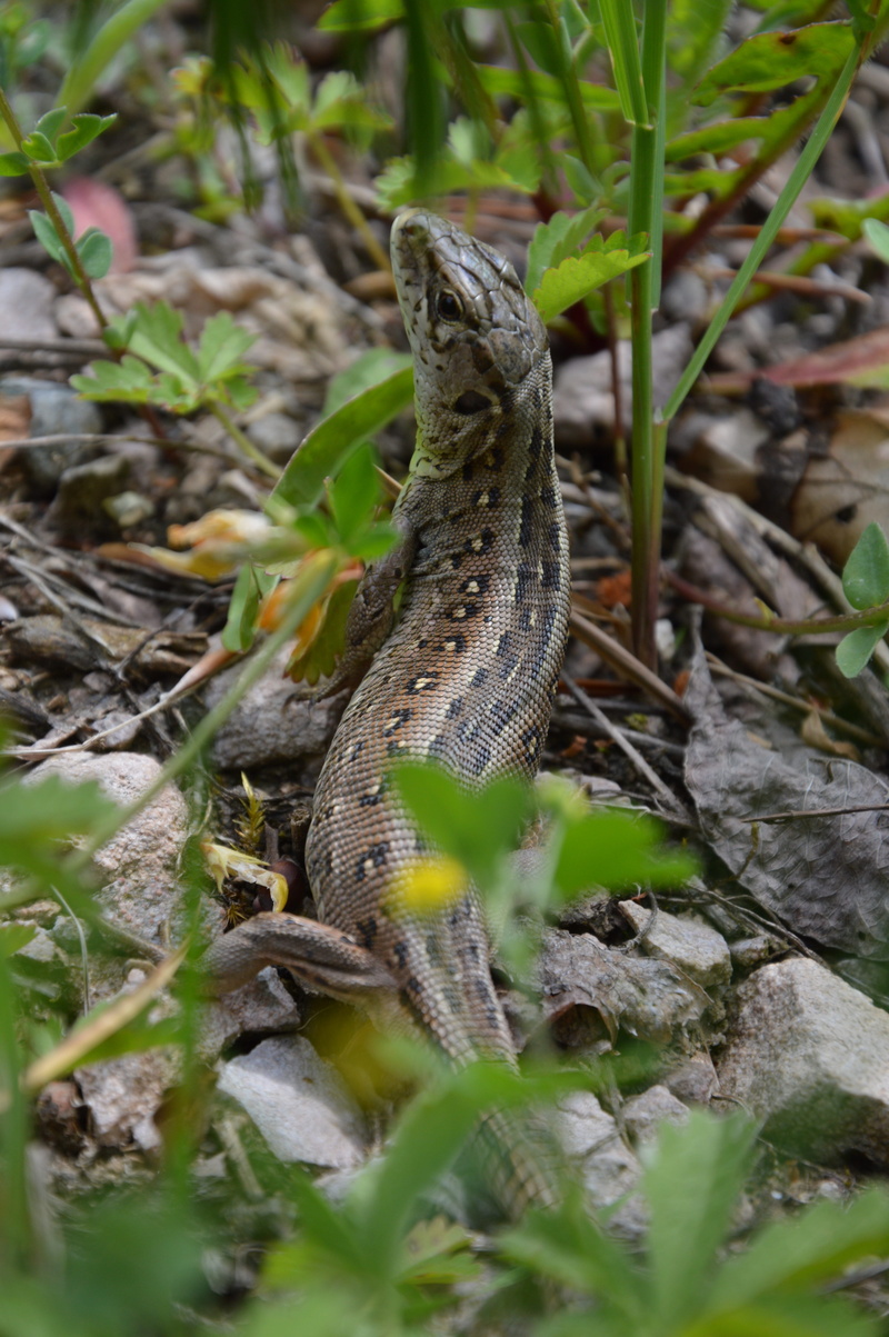 animals in the wild, plant part, field, nature, day, leaf, animals, selective focus, one animal, plant, animal scale, Sand Lizard, animal, animal themes