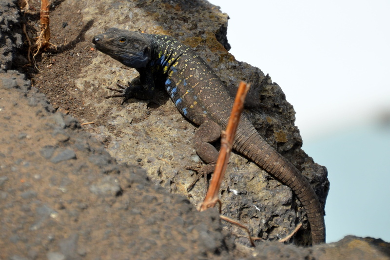 cold blooded animals, land, animal themes, nature, reptile, animal scale, stone, animal, iguana, solid, animal wildlife, lizard, vertebrate, one animal