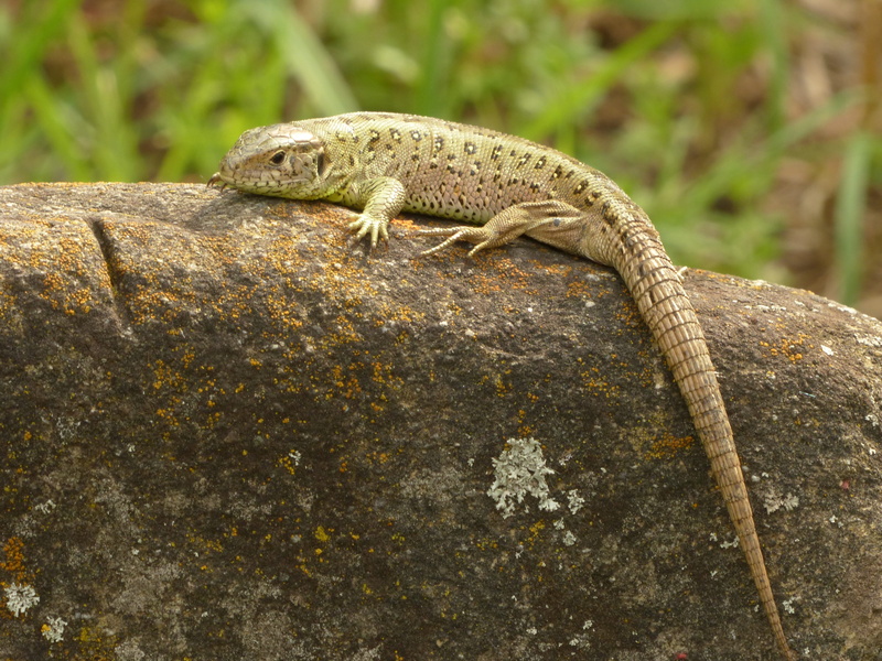 animal, tree, focus on foreground, iguana, animal scale, cold blooded animals, lizard, solid, outdoors, rock - object, side view, reptile, animals in the wild