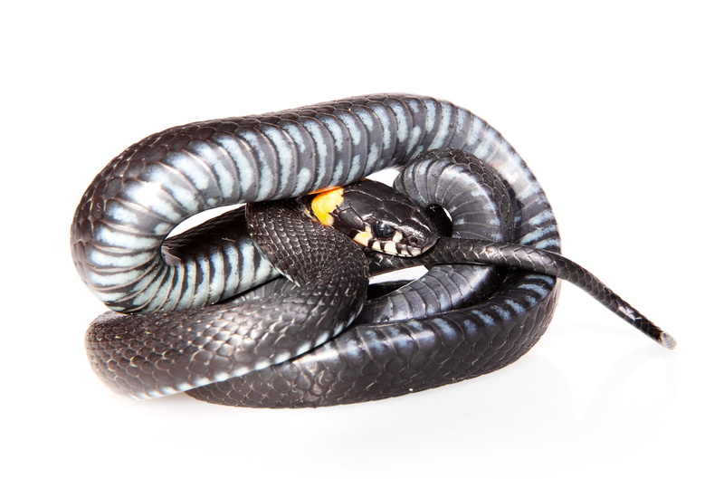 scale, studio shot, head, nature, copy space, one, land, hunting, white background, reptile, danger, 2K, meanness, shelter, vertebrate, animal body part