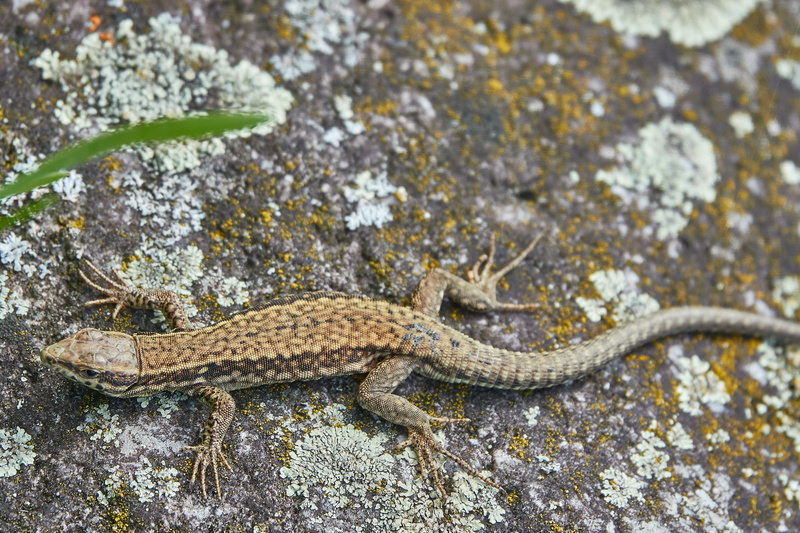 day, lizard, close, sand lizard, forest, animal, animal wildlife, reptile, no people, summer, solid, nature, 5K, animals in the wild, communication, outdoors