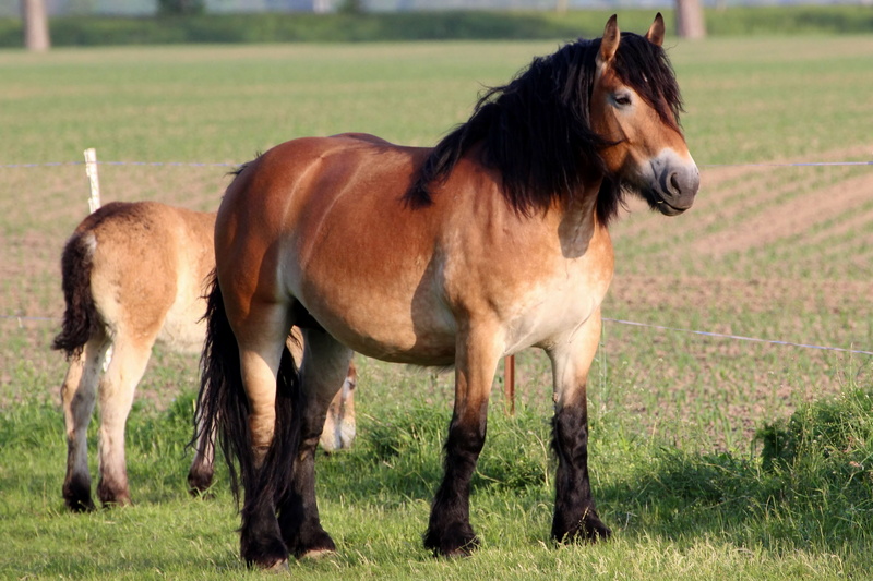 livestock, domestic animals, agriculture, grazing, paddock, pets, outdoors, black horse, animal wildlife, mammal, beauty In Nature, no people, standing