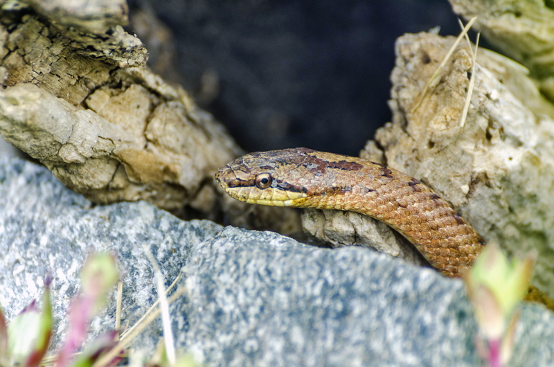 land, scale, snake, species, solid, rainforest, close-up, animal themes, animal wildlife, terrarium, lizard, vertebrate, animal, no people, snakes, one animal