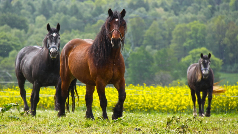 animal wildlife, animal, ride, animals, livestock, cold blooded animals, nature, no people, outdoors, black, tree, herd, brown, land, day, three, pets