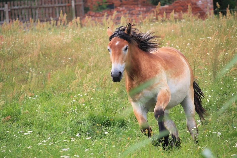 plant, no people, paddock, animal wildlife, running, outdoors, domestic, animal, great, livestock, domestic animals, pets, race, Annual, bernhard klepel