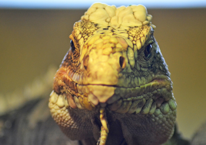 lizard, portrait, reptile, front view, animal eye, animals in the wild, cold blooded, animal head, outdoors, one animal, detail, no people, 4K, eye, bird