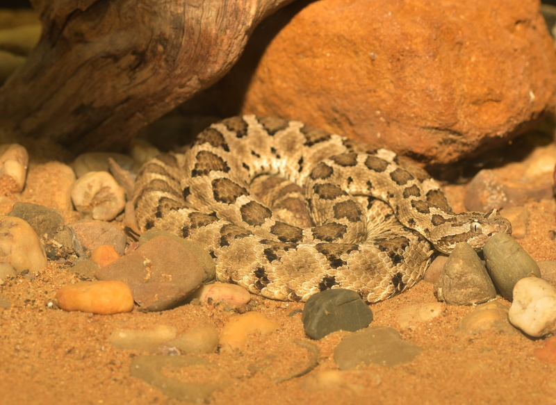 terraristik, day, stone, vertebrate, close-up, one animal, land, selective focus, toxic, solid, high angle view, science, 4K, rock, Rattlesnake, dwarf rattlesnake