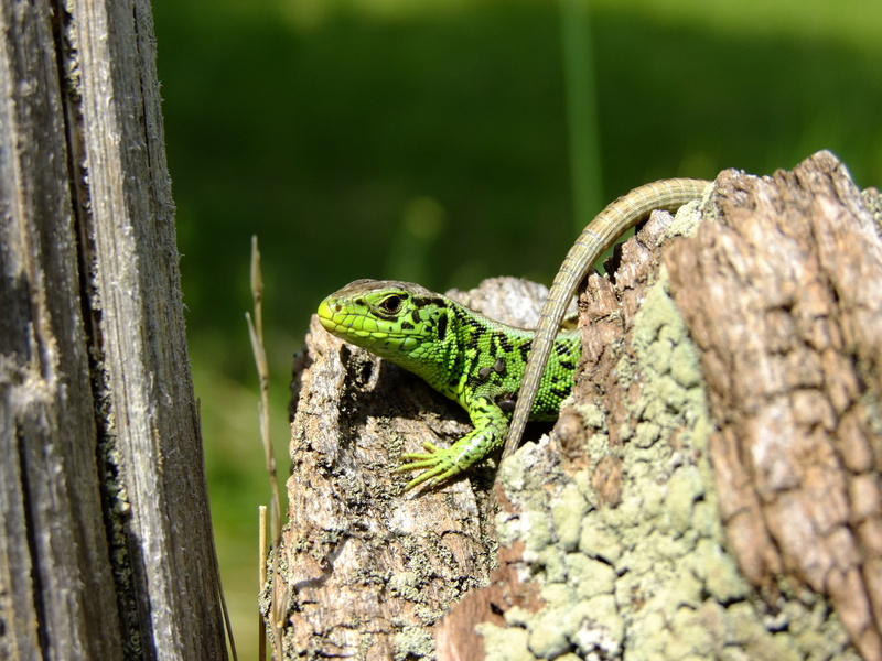 green, vertebrate, male, reptile, wildlife, no people, tree trunk, sonnenplatz, iguana, sun, cold blooded animals, plant, animal scale, animals in the wild