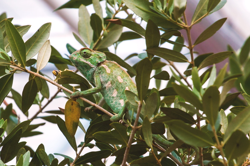 drip, close, tree, creature, skin, Chameleon, animal wildlife, no people, Grasshopper, animal, color, outdoors, lizard, green color, green, branch, leaf