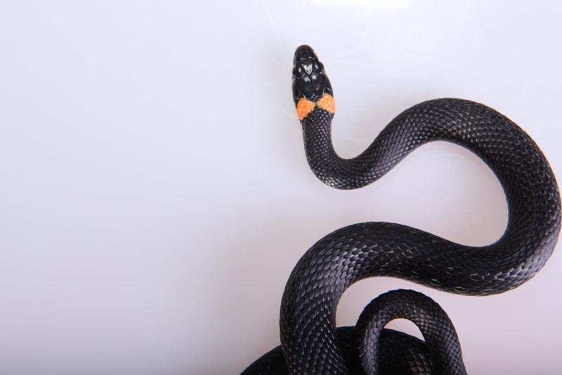 season, outdoors, focus, hunting, blooded, communication, head, one, macro, animal body part, copy space, black color, meanness, cunning, forked, indoors