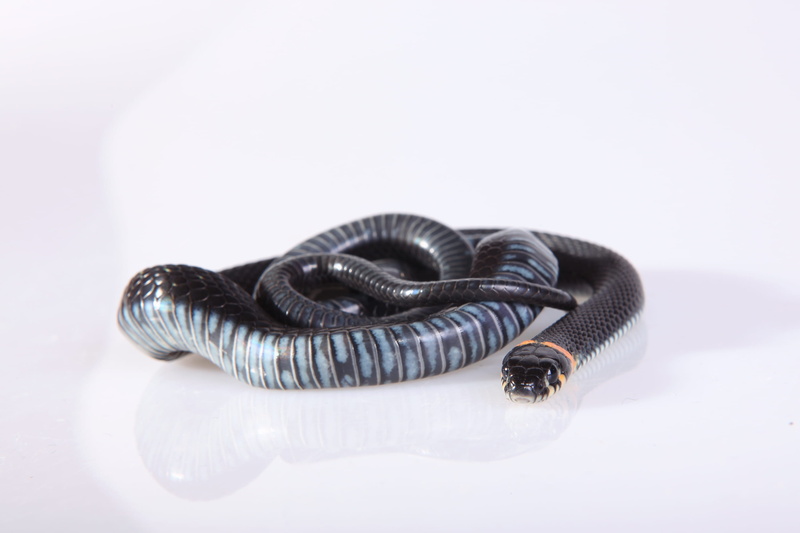 horizontal, skin, cold, head, elegance, jewelry, ornate, danger, cunning, nature, white color, reptile, shelter, smooth, isolated, wealth, textile, grass
