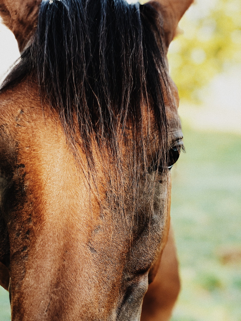 focus on foreground, herbivorous, real people, horses, human hair, animal body part, horse, 4K, animal wildlife, stallion, wild, animal, person, vertebrate