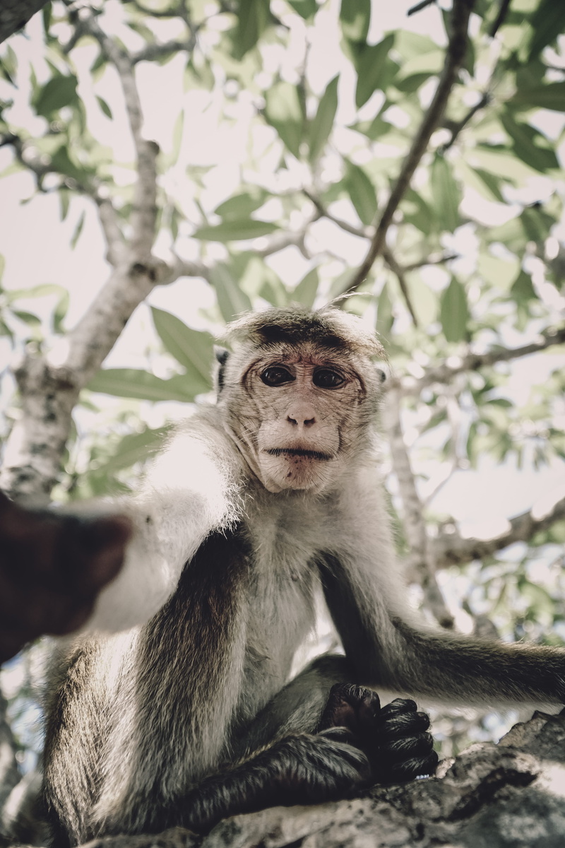 day, care, two animals, wildanimal, nature, young animal, looking at camera, portrait, animal, monkey, animal family, primate, vertebrate, mammal, tree