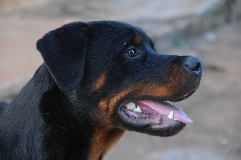 friendship, animal eye, purebred Dog, beautiful, hottweiller, dog, domestic, no people, black, one animal, mouth open, day, animal head, mammal, animal body part