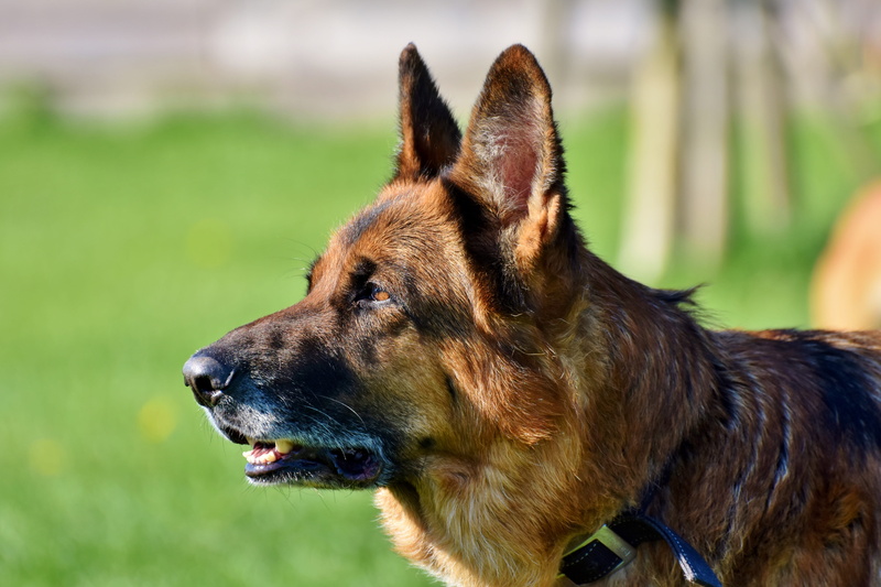 photo, head, animal, schäfer dog, focus on foreground, grass, dog, attention, domestic animals, no people, canine, looking, dog head, pet, domestic, ears