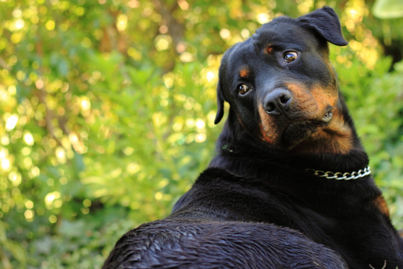 4K, Rottweiler, vertebrate, pets, mammal, portrait, domestic, canine, tan, no people, animal themes, looking, close, focus on foreground, dog, black color