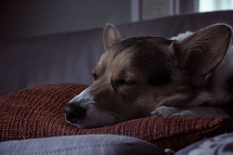 animal, white, cushion, paw, sofa, pet, mammal, domestic room, sleeping, red, moody, one animal, home interior, domestic animal, canine, comfortable, snout
