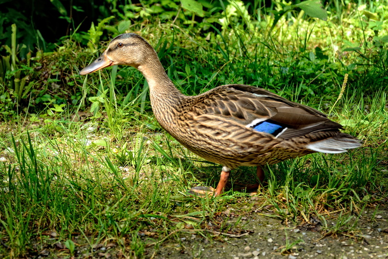 meadow, animal themes, water Bird, poultry, plant, land, animal wildlife, one animal, atmosphere, Female, feather, animals In The Wild, rest, wildlife