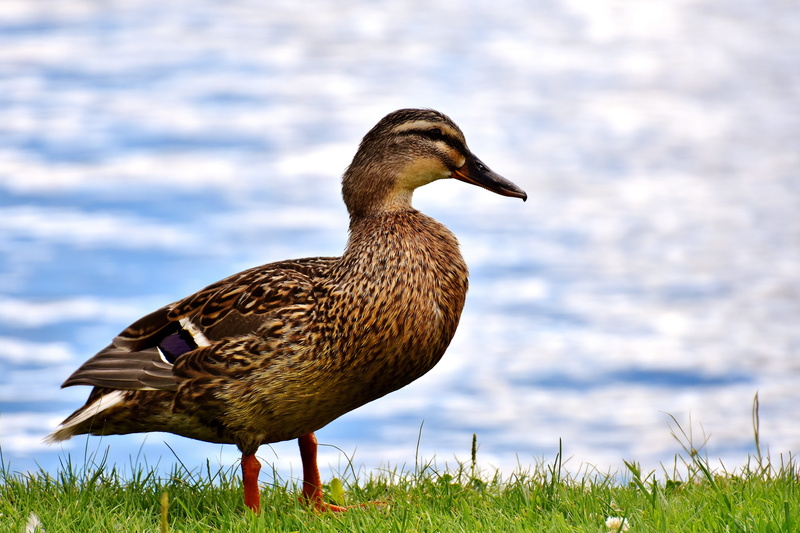 lakeshore, waters, Pond, animal, animal world, ducks, wildlife, vertebrate, animal wildlife, plant, grass, bird, focus on foreground, beach, no people