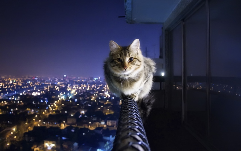cat, 2K, fearless