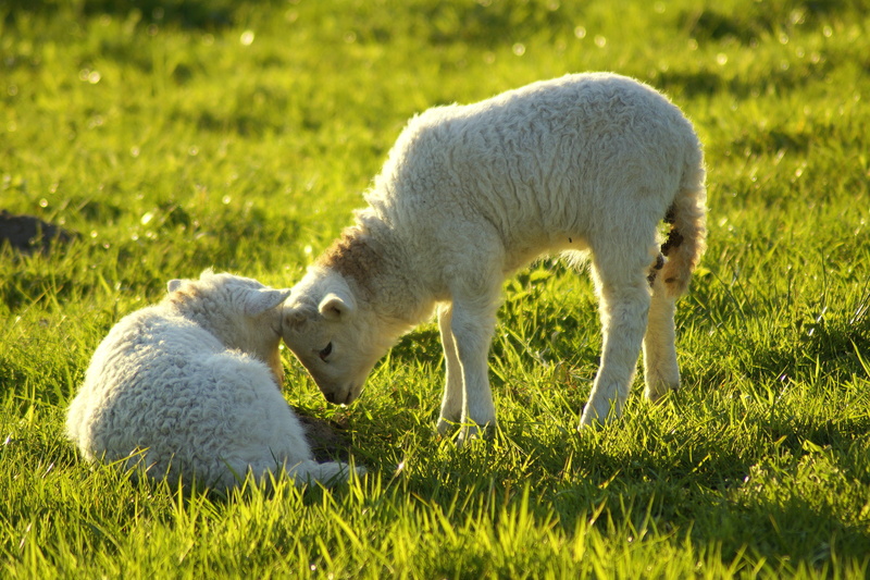lambs, two, livestock, group of animals, poke, schäfchen, outdoors, easter, together, pets, 5K, vertebrate, comfort, agriculture, familiar, green color