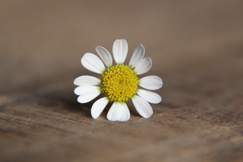 indoors, plant, i beg your pardon, freshness, spring, close-up, white, nature, white color, bloom, symbol, pollen, daisy, no people, gift, growth, inflorescence