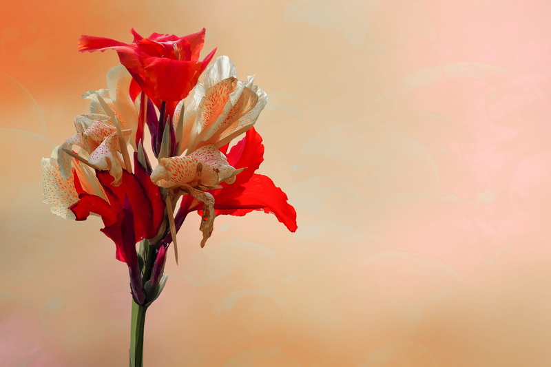 2K, focus on foreground, exotic, flower head, floral greeting, bloom, flower garden, beauty in nature, nature, growth, plant, vulnerability, summer, sepal