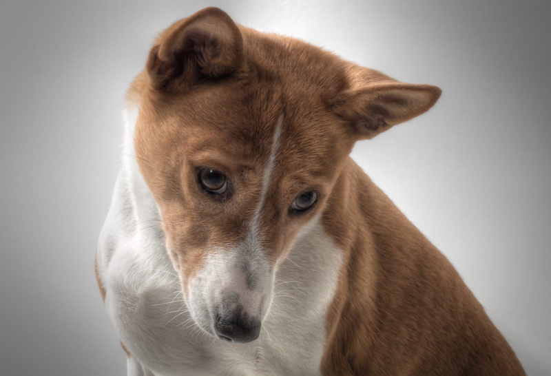 hundbild, dog, gray background, tan, domestic, looking at camera, animal body part, portrait, photo, white, one animal, mammal, no people, gray, studio shot