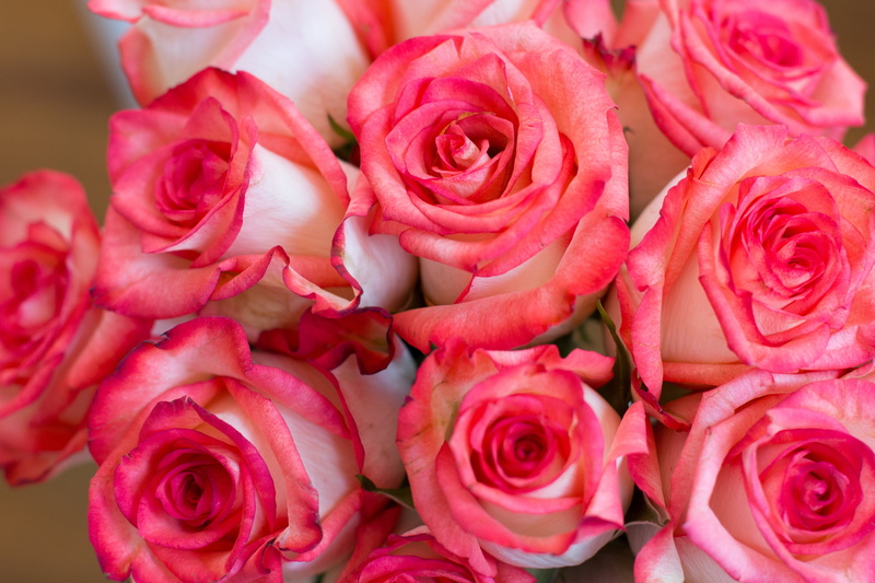full frame, petal, pink Color, roses, rose, fragility, rose - Flower, inflorescence, freshness, bouquet, plant, outdoors, vulnerability, close-up, flower arrangement