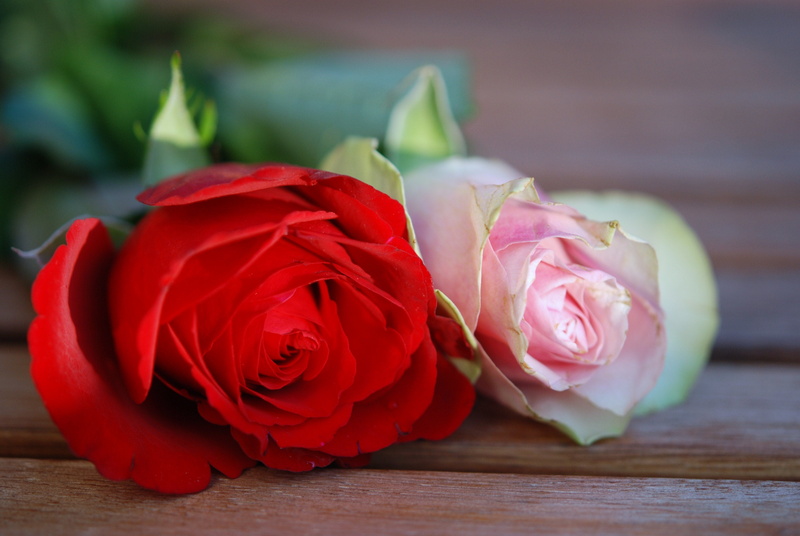 backgrounds, beauty in nature, rose - Flower, plant, petal, inflorescence, rose, vulnerability, bouquet, close-up, roses, flower, freshness, 4K, flowers