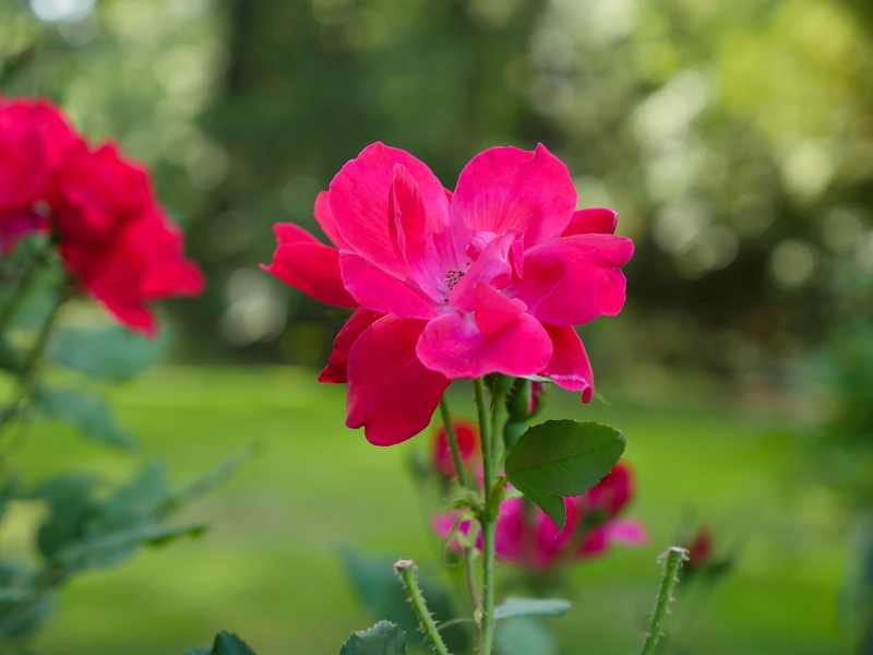 nature, close-up, lovely, 4K, love, color, garden, rose, flowering plant, outdoors, blossom, freshness, growth, spring, bright, flower head, green color