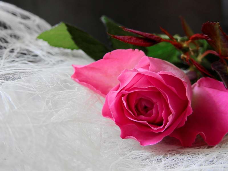 flowering plant, plant part, mothers day, plant, flower head, inflorescence, beauty in nature, pink, bouquet, bunch of flowers, leaf, 4K, fragility, affection