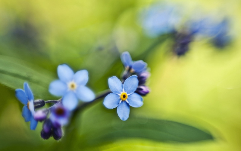 close up, 2K, forget, close, flowers, forget-me-not