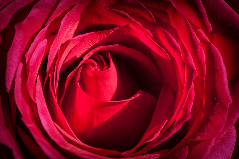 outdoors, no people, inflorescence, red rose, romance, rose - Flower, beauty in nature, flowers, backgrounds, valentines, flower, valentines day - holiday