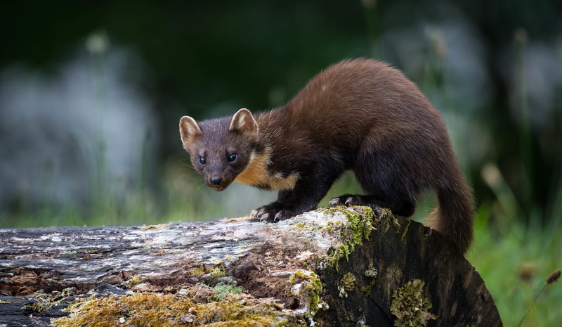 2K, Animal, Wildlife, Weasel